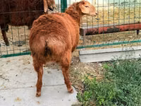 Oveja, Hissar sheep — foto 3
