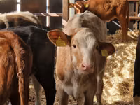 Rinder (Partie, Geschlecht nicht angegeben), Simmental cattle — Foto 3