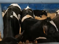 ثور, Russian Black pied cattle — الصورة 4