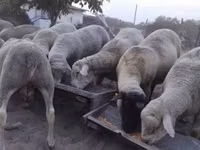 Widder, Ile-de-France sheep — Foto 6