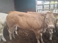 Kuh, Blonde d’Aquitane cattle — Foto 5