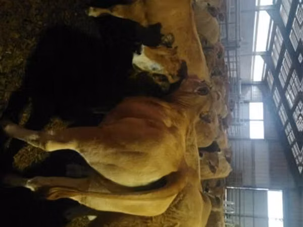 Kuh, Aubrac cattle