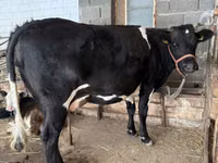 Kuh, Holstein-Rasse — Foto 1
