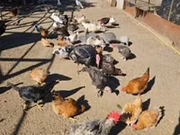 Chickens — Foto 1