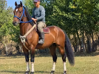 حصان, Kyrgyz Horse — الصورة 1