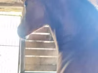 حصان, Nonius horse — الصورة 1