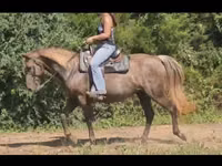 Stute, Kentucky mountain daddle horse — Foto 4