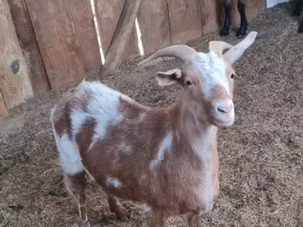 Cabra, Cabras