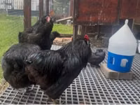 Araucana — Foto 3