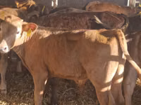 Rinder (Partie, Geschlecht nicht angegeben), Simmental cattle — Foto 7