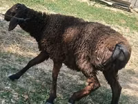 أغنام (دفعة، الجنس غير محدد), Jaidara sheep — الصورة 2