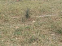 Cabras (lote, sexo no especificado), Cabras — foto 6