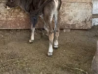 Bulle, Alatau-Rasse — Foto 4