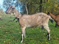 Goat, Alpine goat — photo 3
