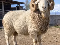 Widder, Kyrgyz Mountain merino sheep — Foto 1