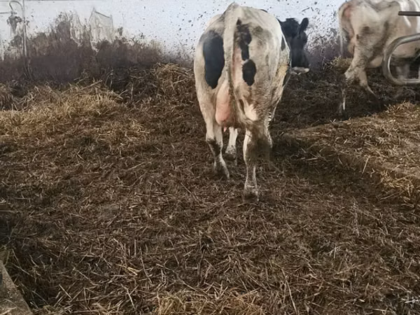 Kuh, Russian Black pied cattle