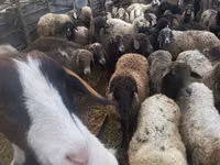 Sheep, Sheep — photo 2