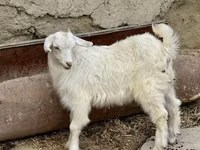 Ziege, Saanen goat — Foto 3