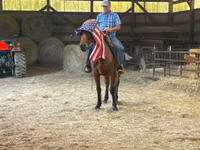 حصان, Standardbred — الصورة 5