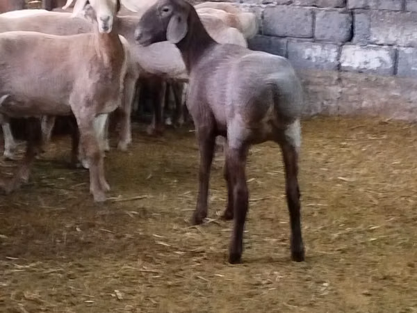 Овца, Бараны