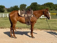 Caballo, Morgan — foto 2