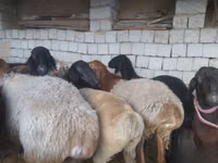 मेढ़ा, Blackheaded Persian sheep — फ़ोटो 5
