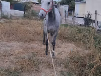 घोड़ा, Thoroughbred horse — फ़ोटो 4