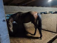 घोड़ा, Arabian horse — फ़ोटो 2