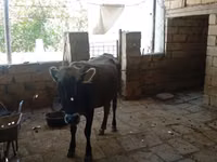 Kuh, Aserbaidschanisches Zebu — Foto 3