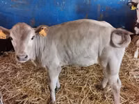 Toro, Simmental cattle — foto 2