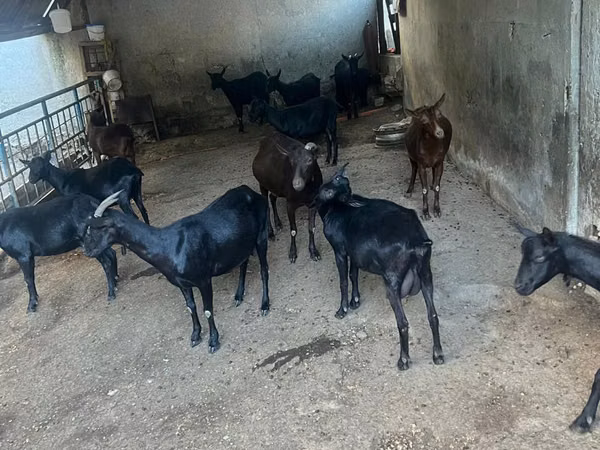 बकरी, Murcia-Granada goats