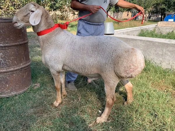 Ram, Arashan sheep