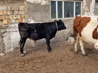 Kuh, Swiss cattle — Foto 2