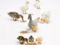 Geese — foto 1