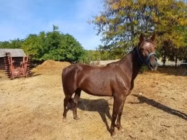 Mare, Standardbred