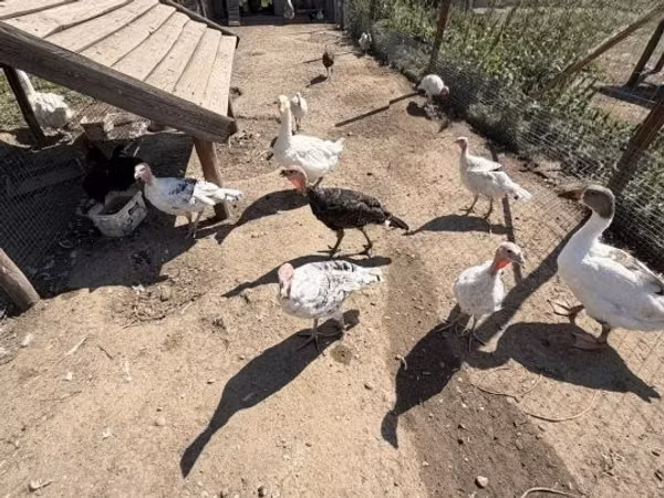 رويال بالم