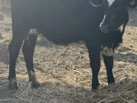 بقرة, Swiss cattle — الصورة 6