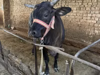 Cow, Brahman — photo 3