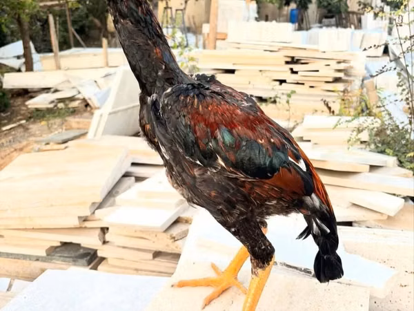 دومينانت