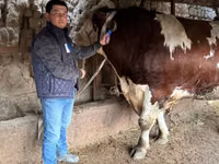 सांड, Simmental cattle — फ़ोटो 1