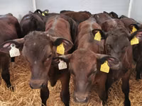 ثور, Simmental cattle — الصورة 7