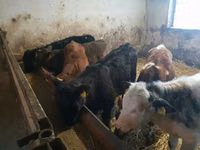 Toro, Ganado vacuno — foto 3