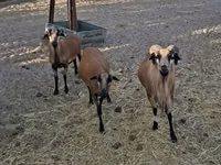 كبش, Cameroon sheep — الصورة 2