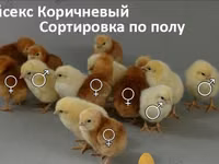 Chickens — foto 4