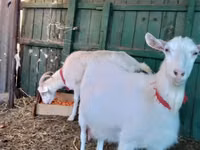 عنزة, Saanen goat — الصورة 4