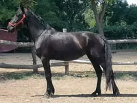 घोड़ी, Friesian — फ़ोटो 2