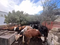 Bull, Red-spotted breed — photo 4