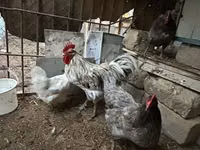 Australorp — Foto 2
