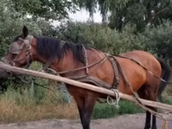 घोड़ी, Hucul pony