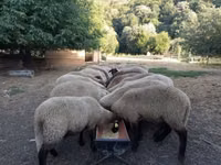 Sheep, Tsigai sheep — photo 2